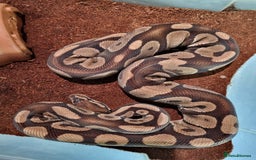 Python Snake reptiles for sale: Breeding trio of royal pythons - Image 12