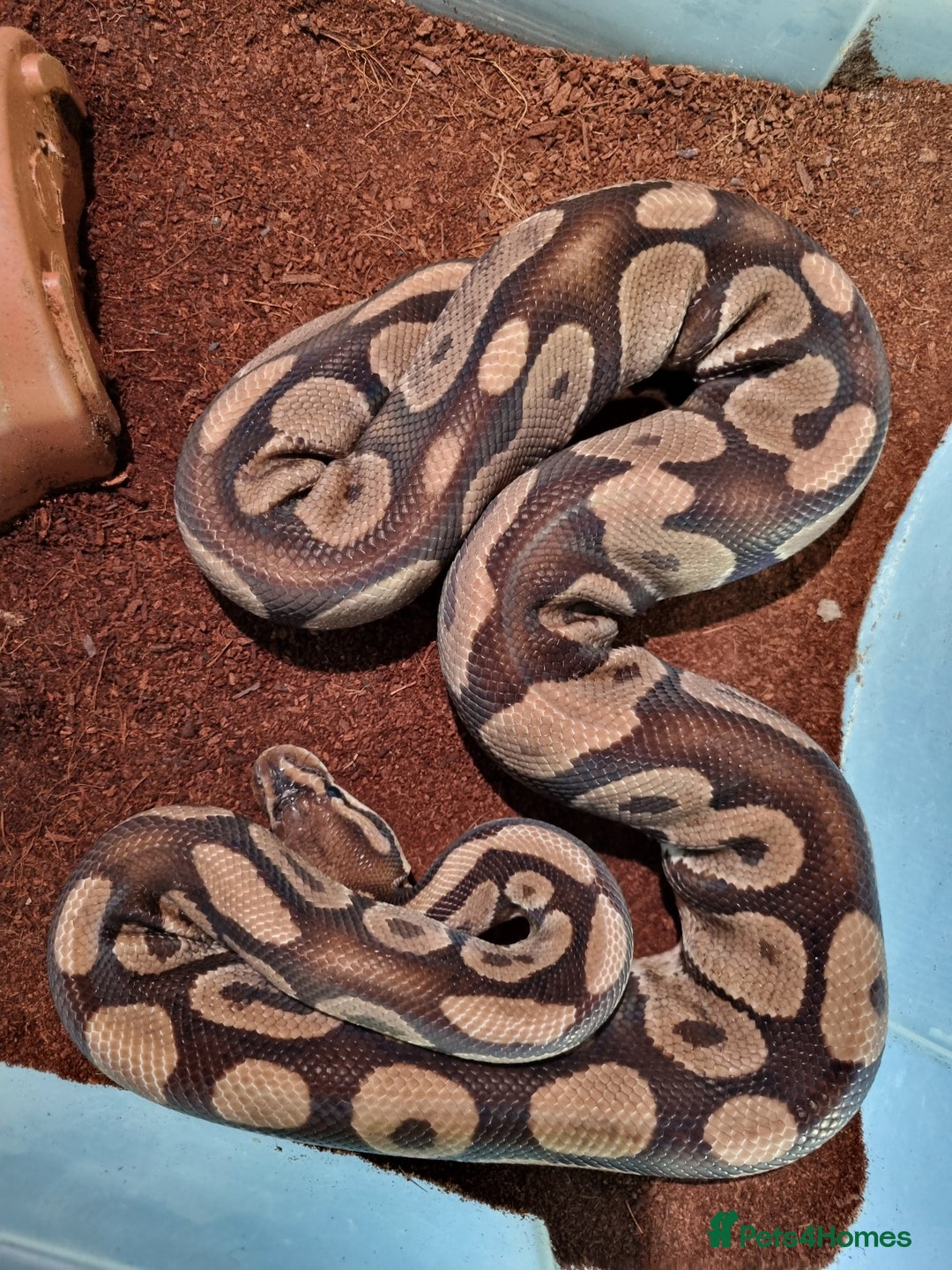 Python Snake reptiles for sale: Breeding trio of royal pythons - Image 12