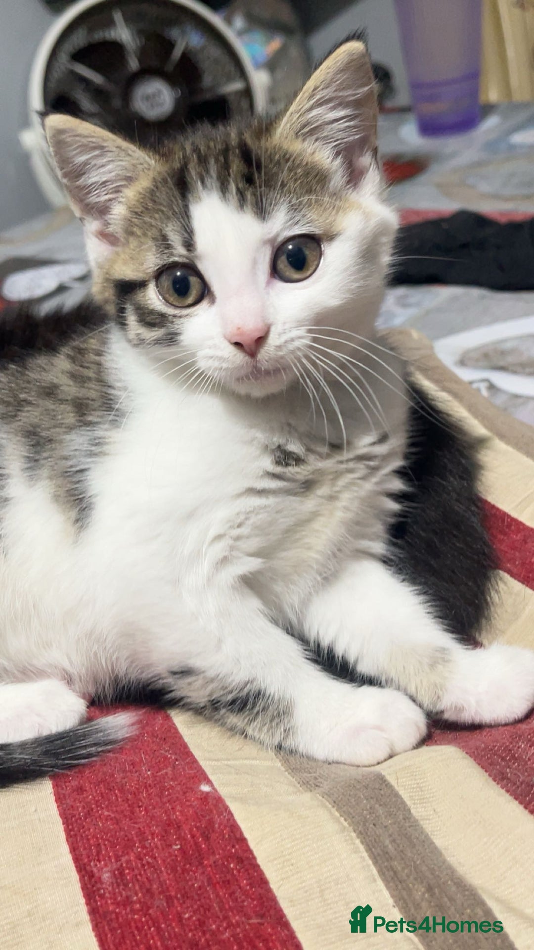 Domestic Shorthair cats for sale: cute kitten looking for a new home  - Advert 1