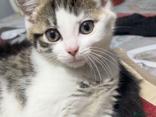 Domestic Shorthair cats cute kitten looking for a new home - Advert 1