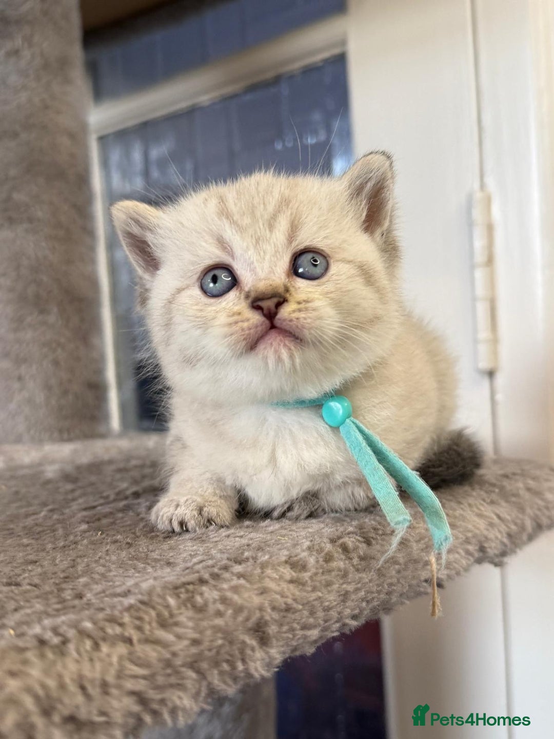 British Shorthair cats for sale: Affectionate Kitten for Rehoming – Indoor Home - Advert 4