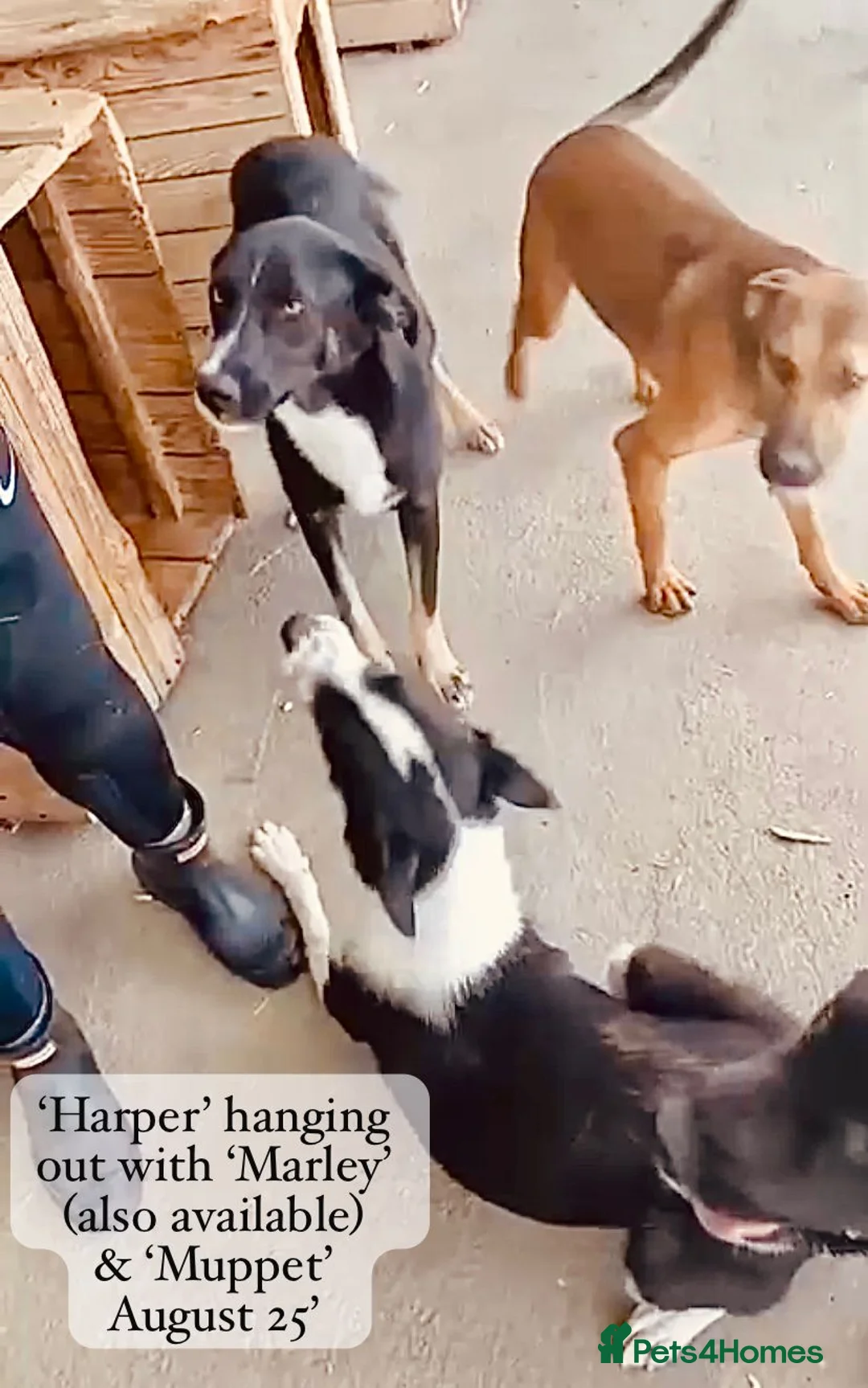 Mixed Breed dogs for adoption: Harper, 18 months. Available for adoption. - Advert 11