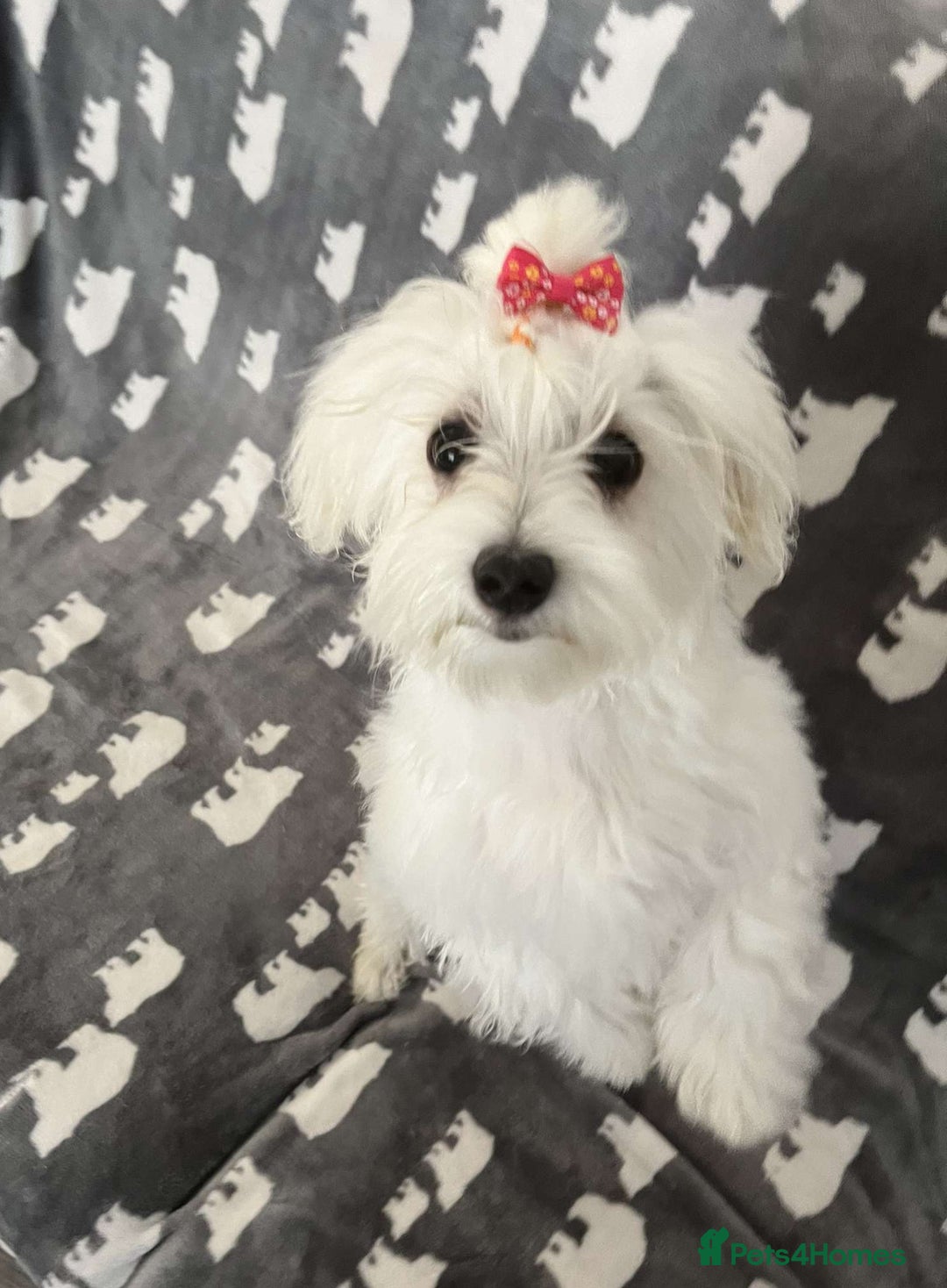 Maltese dogs for sale: KC Reg*Champion Bloodline Maltese Puppy in Wakefield - Image 3