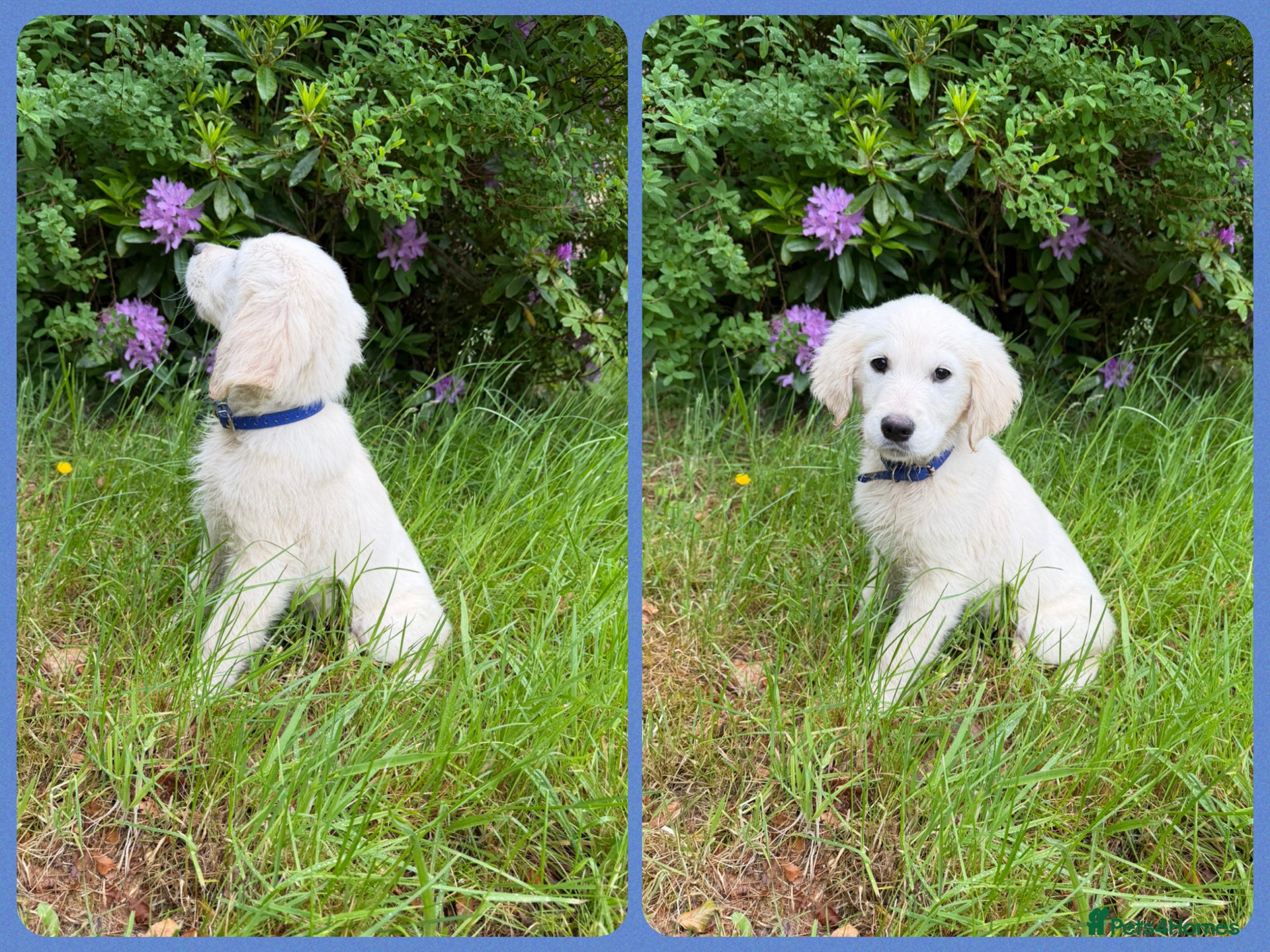 Golden Retriever dogs KC Registered Golden Retriever puppies  - Advert 1