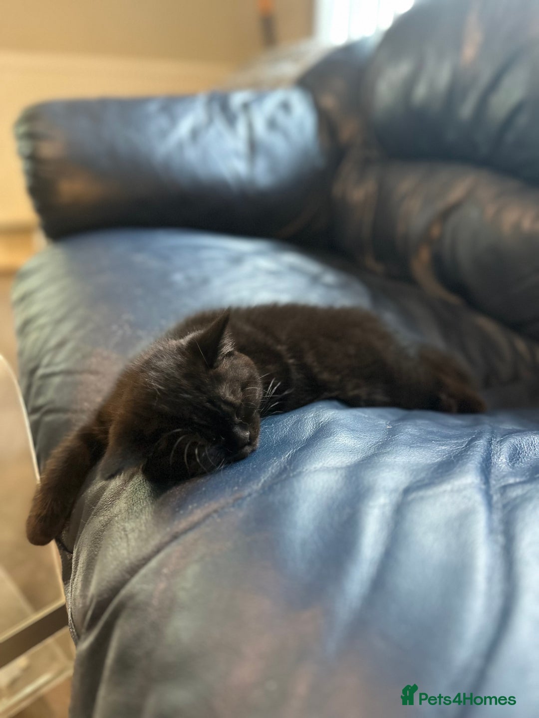 British Shorthair cats for sale: Take me home🏡, I need a loving family🙏❤️🥰🐈‍⬛ - Image 5