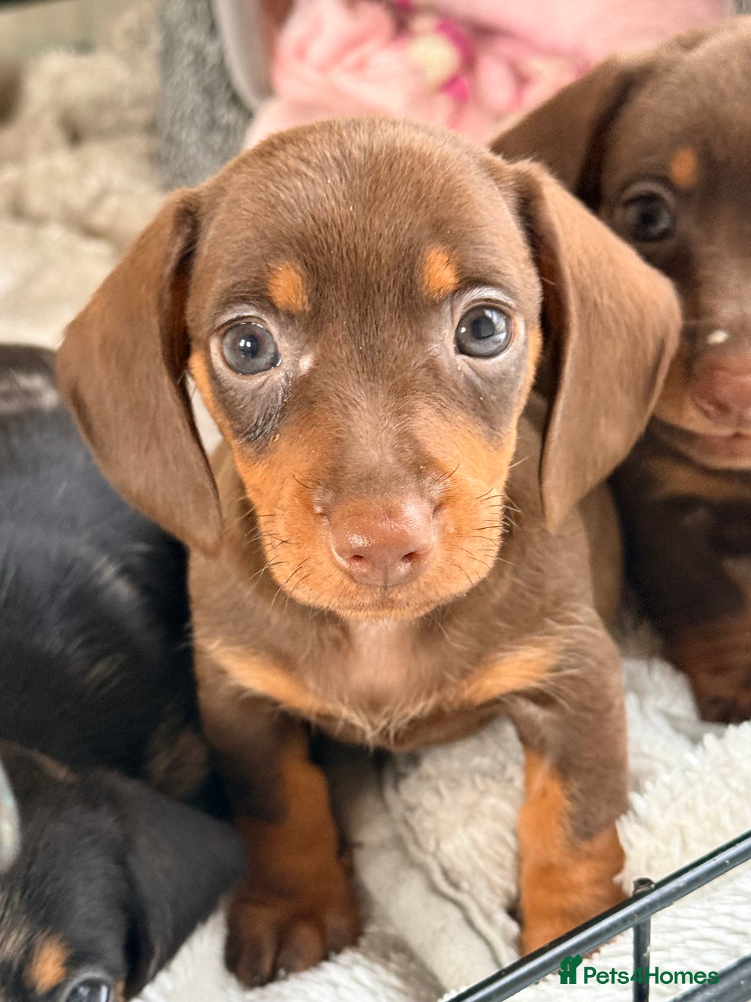 Dachshund dogs for sale: ⭐️LAST BOY AVAILABLE- Mini dachshunds pups⭐️ - Advert 31
