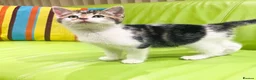 Mixed Breed cats for sale: Kittens for sale ,mixed breed, wonderful behaviour - Advert 24