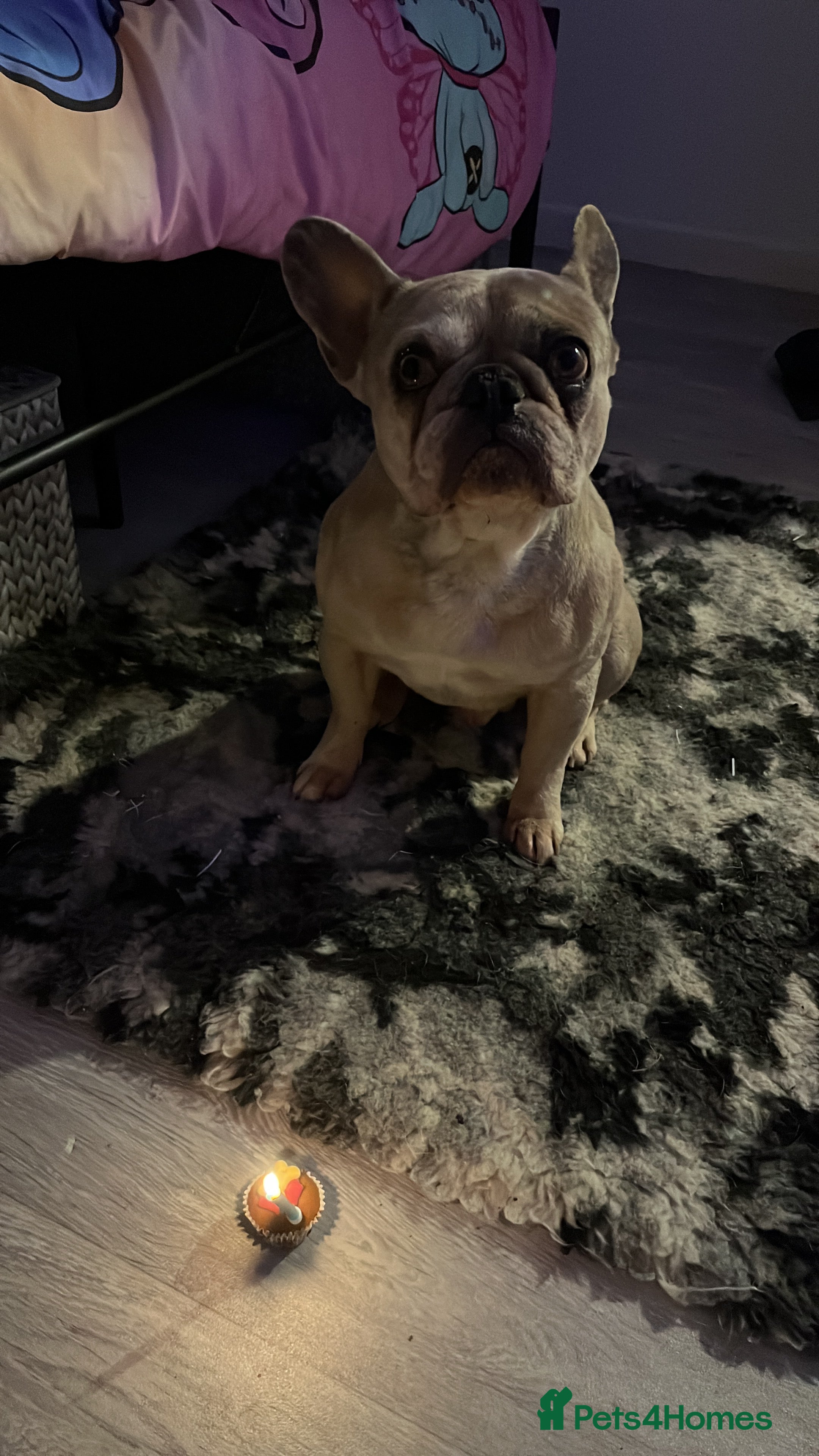 French Bulldog dogs Pablo - Advert 1