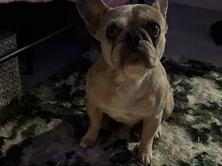 French Bulldog dogs Pablo - Advert 1