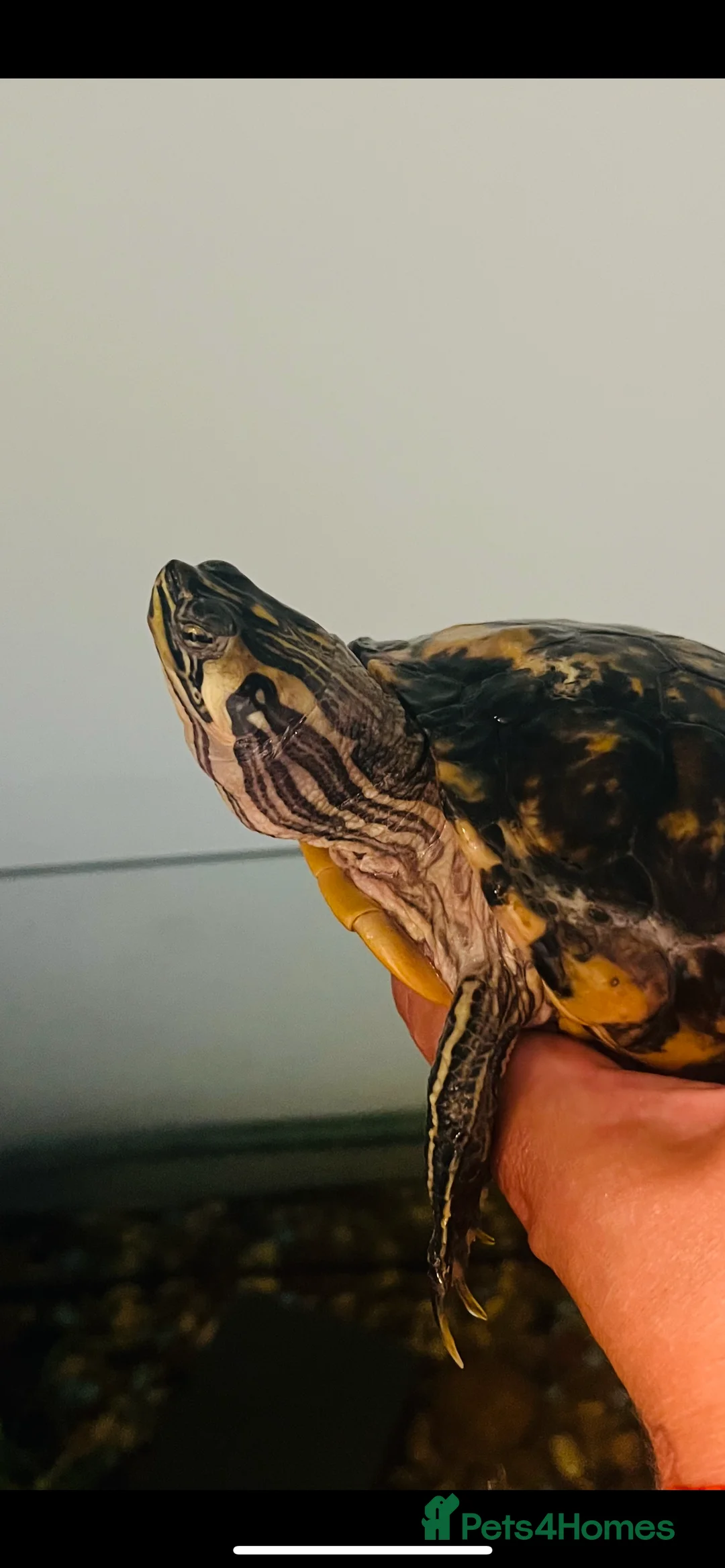 Turtle reptiles for sale: Water turtle  - Advert 4