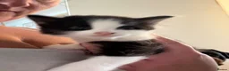 Mixed Breed cats for sale: 2 male kittens looking for loving homes!  - Advert 3