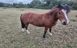 Other Breed horses for sale: 10.2 tony the pony - Image 2