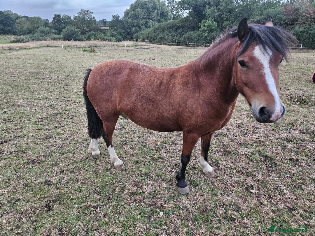 Other Breed horses for sale: 10.2 tony the pony - Image 2