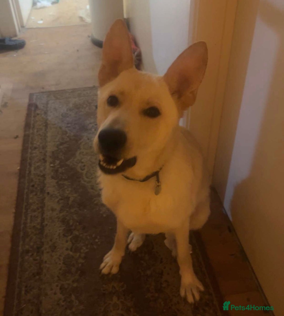 Shepsky dogs for sale: Germany Shepherd cross husky  - Advert 2