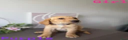 Labrador Retriever dogs for sale: Stunning KC reg Labrador pups ready to leave  - Advert 6