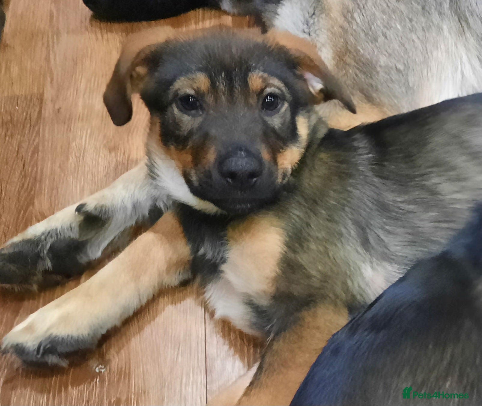 Mixed Breed dogs Rottweiler X German Shepherd Puppies  - Advert 13