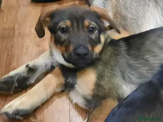 Mixed Breed dogs Rottweiler X German Shepherd Puppies - Advert 13