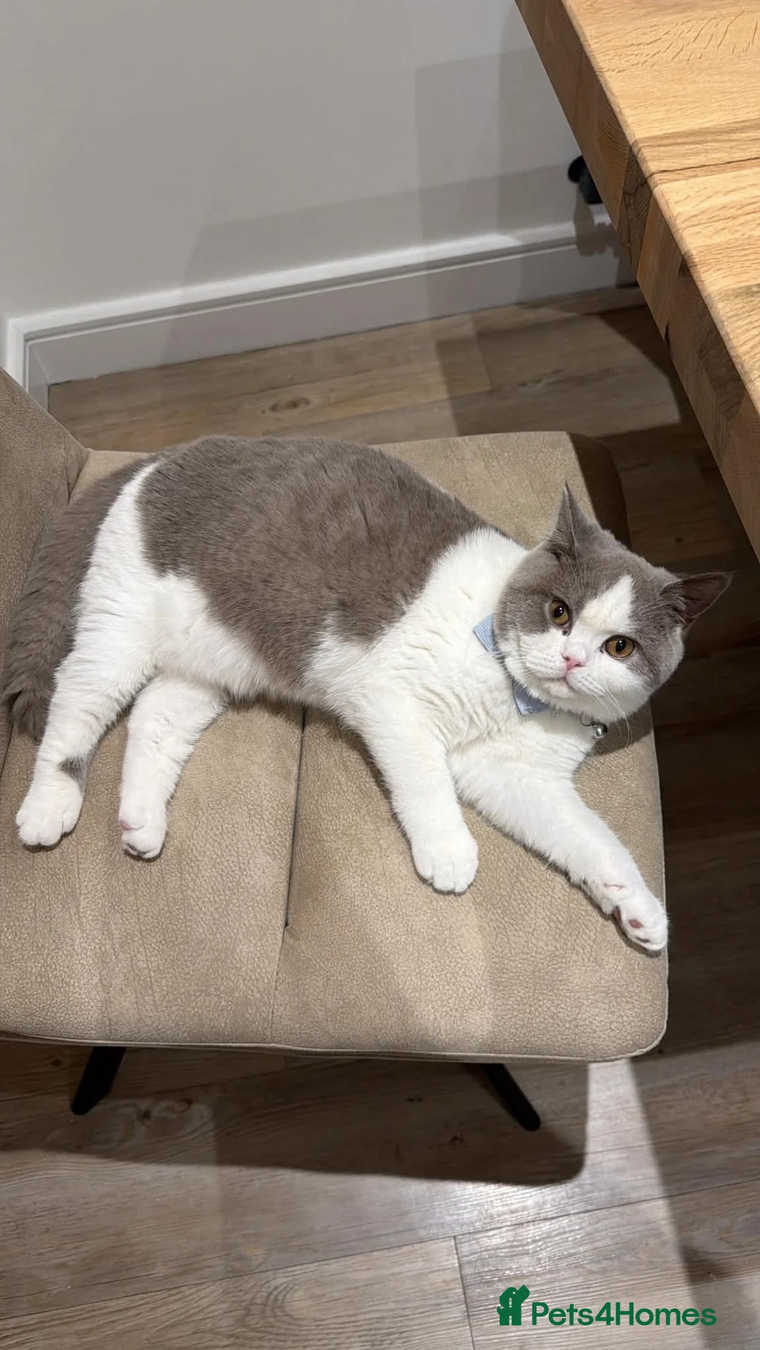 British Shorthair cats for sale: Beautiful British Short Hair Males in Bolton - Advert 2