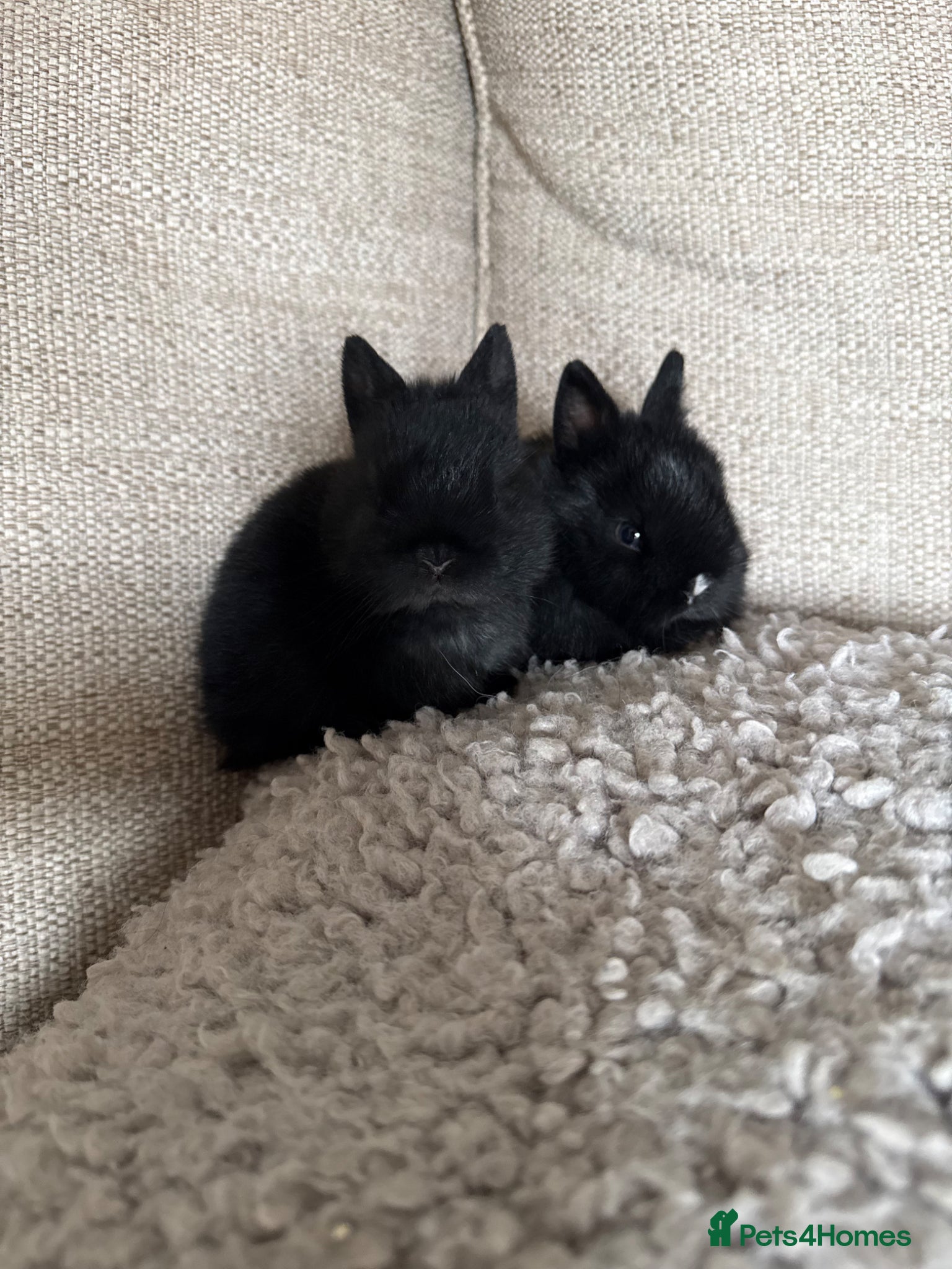 Netherland Dwarf rabbits for sale: Female Netherland Dwarf - Advert 2