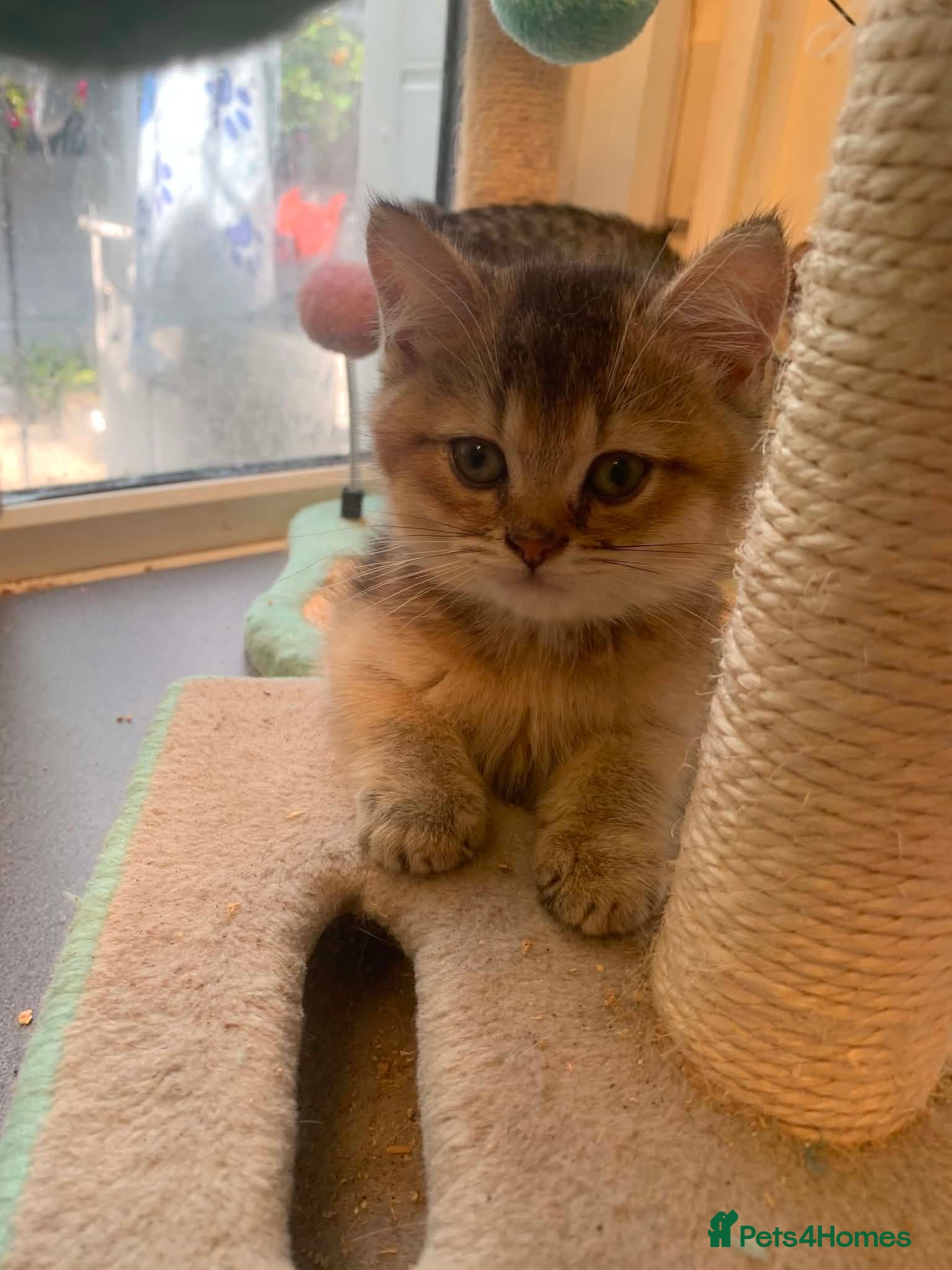 British Shorthair cats BSH Pedigree Rare Shaded 11 Weeks Old  - Advert 2
