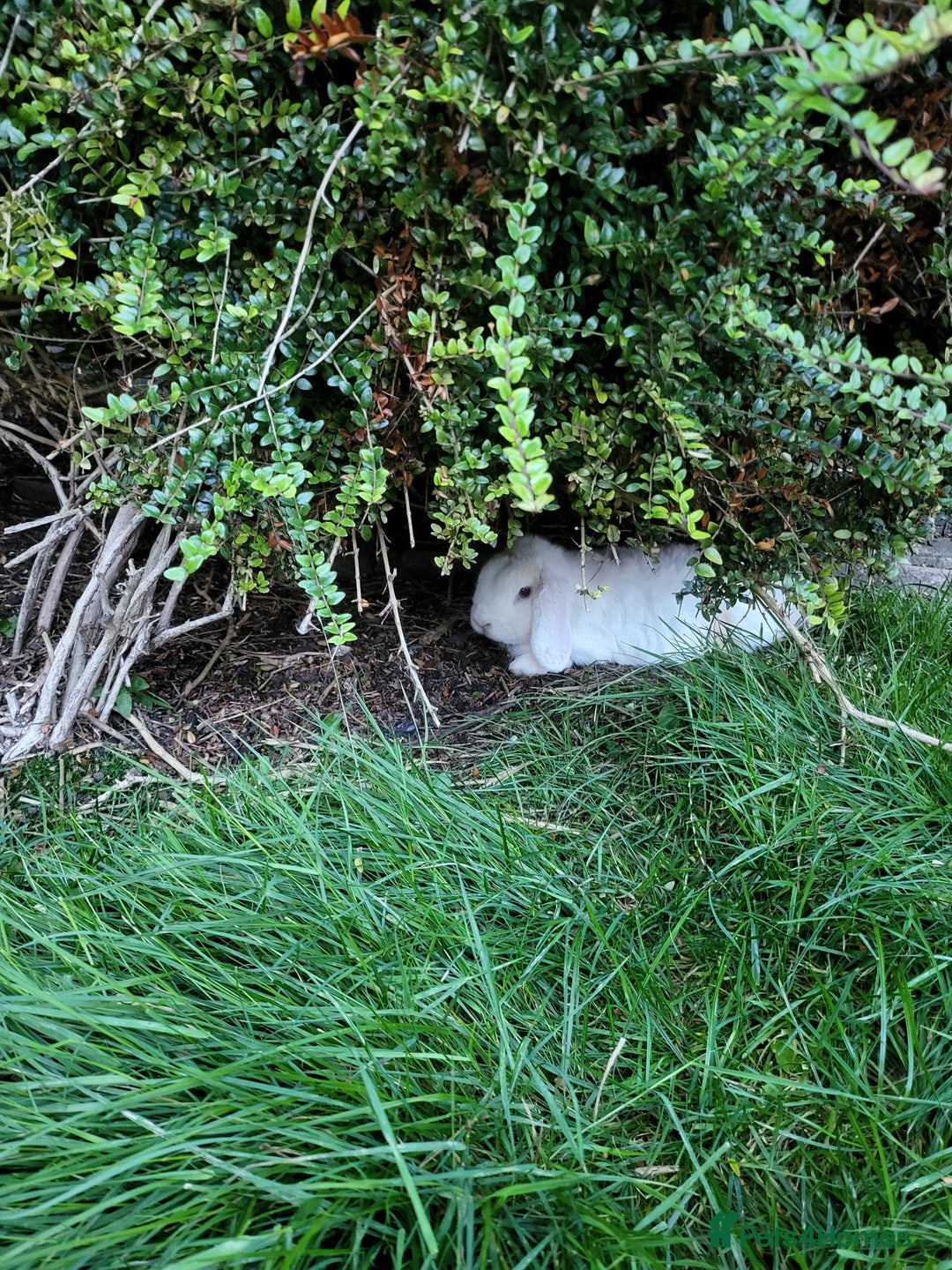 Mini Lop rabbits for sale: Friendly minilops father and son - Image 1