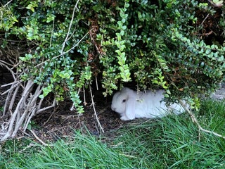 Mini Lop rabbits - Advert 28