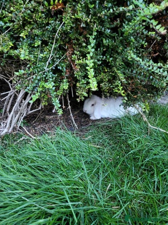 Mini Lop rabbits - Advert 17