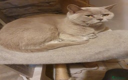 British Shorthair cats for sale: British Shorthair Kittens - Image 6