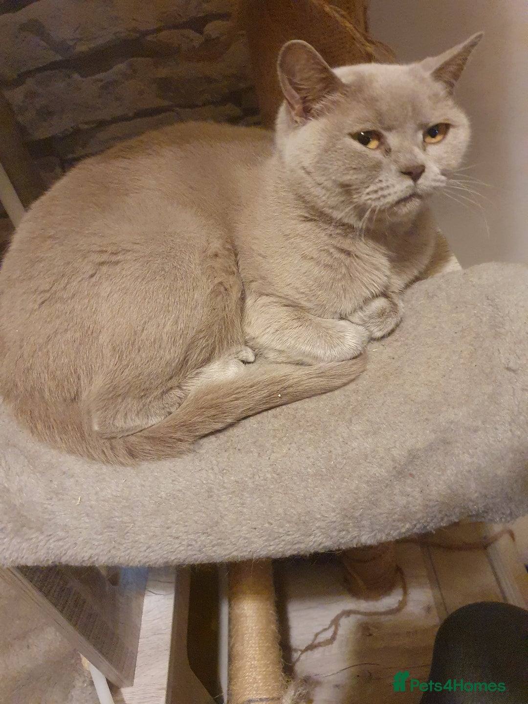 British Shorthair cats for sale: British Shorthair Kittens - Image 6