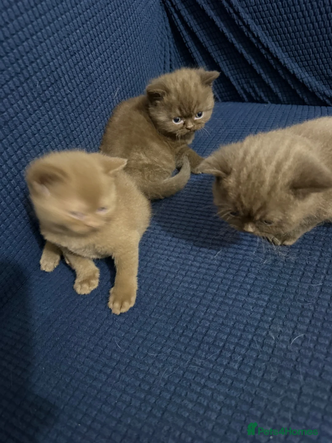 British Shorthair cats for sale: British shorthair cinnamon brown Kittens  - Advert 2