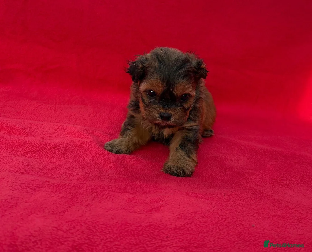 Shihpoo dogs for sale: Shihpoo pups for sale - Advert 12