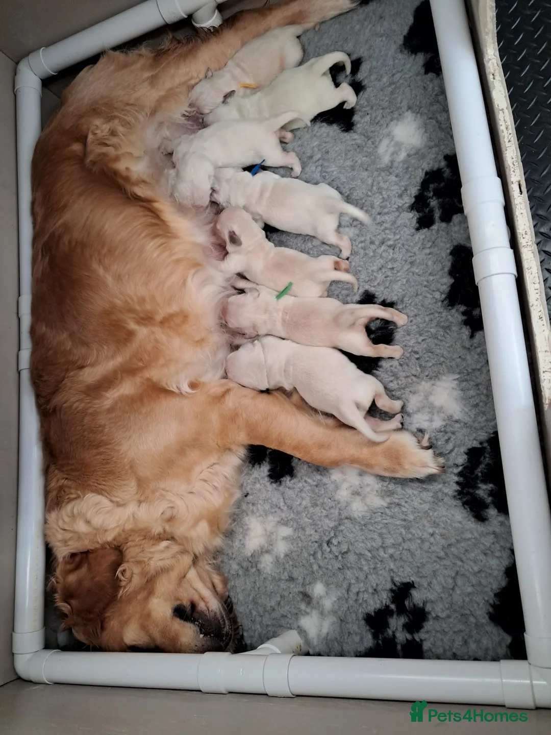 Golden Retriever dogs for sale: Stunning Golden Retriever Puppies  in Barnsley - Advert 7