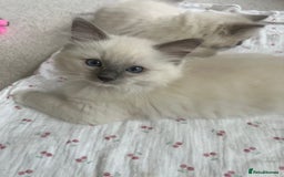 Ragdoll cats for sale: Ragdoll kittens  - Image 12