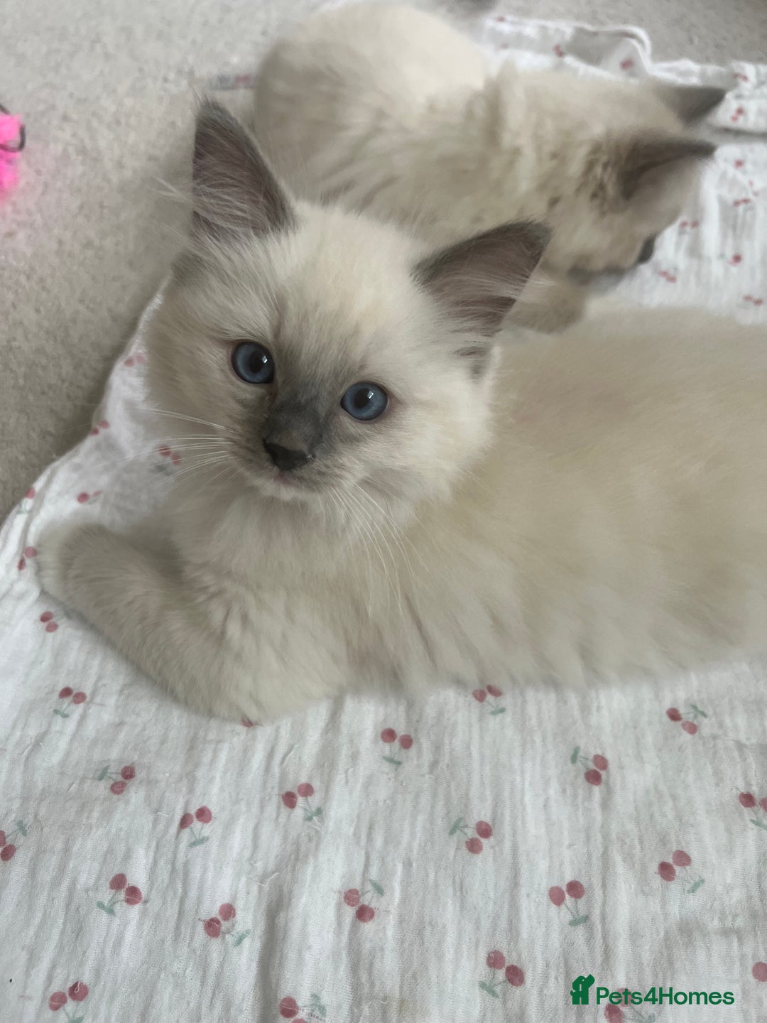 Ragdoll cats for sale: Ragdoll kittens  - Image 12