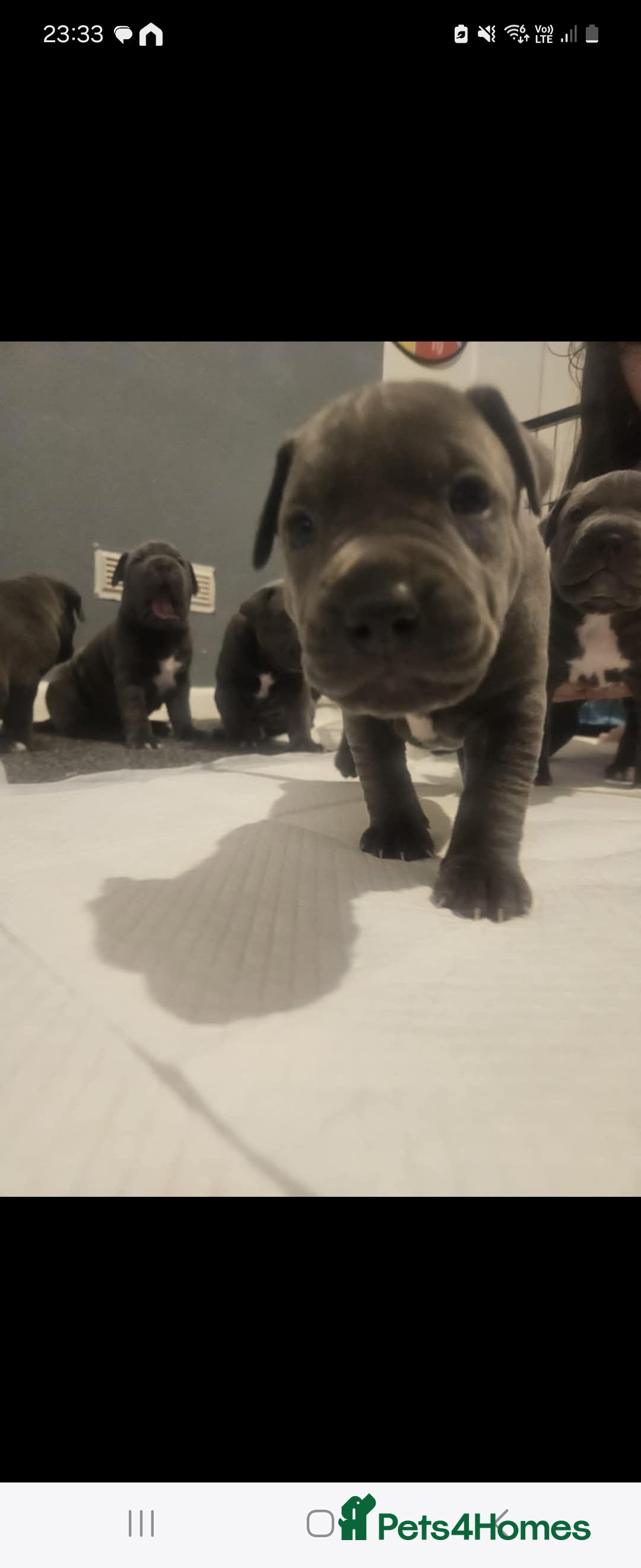 Mixed Breed dogs for sale: Staffy cross pups for sale  - Image 18