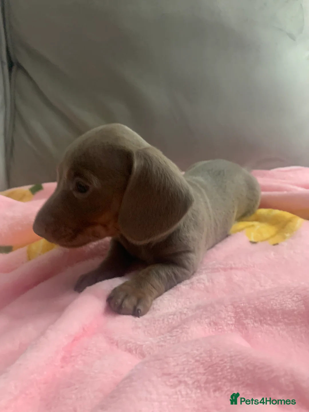 Dachshund dogs for sale: Daschund puppies  - Advert 2