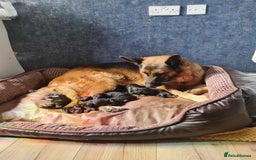 German Shepherd dogs for sale: Germany Shepherd pups - Image 1