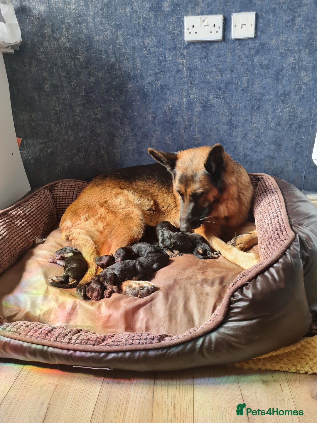 German Shepherd dogs for sale: Germany Shepherd pups - Image 1