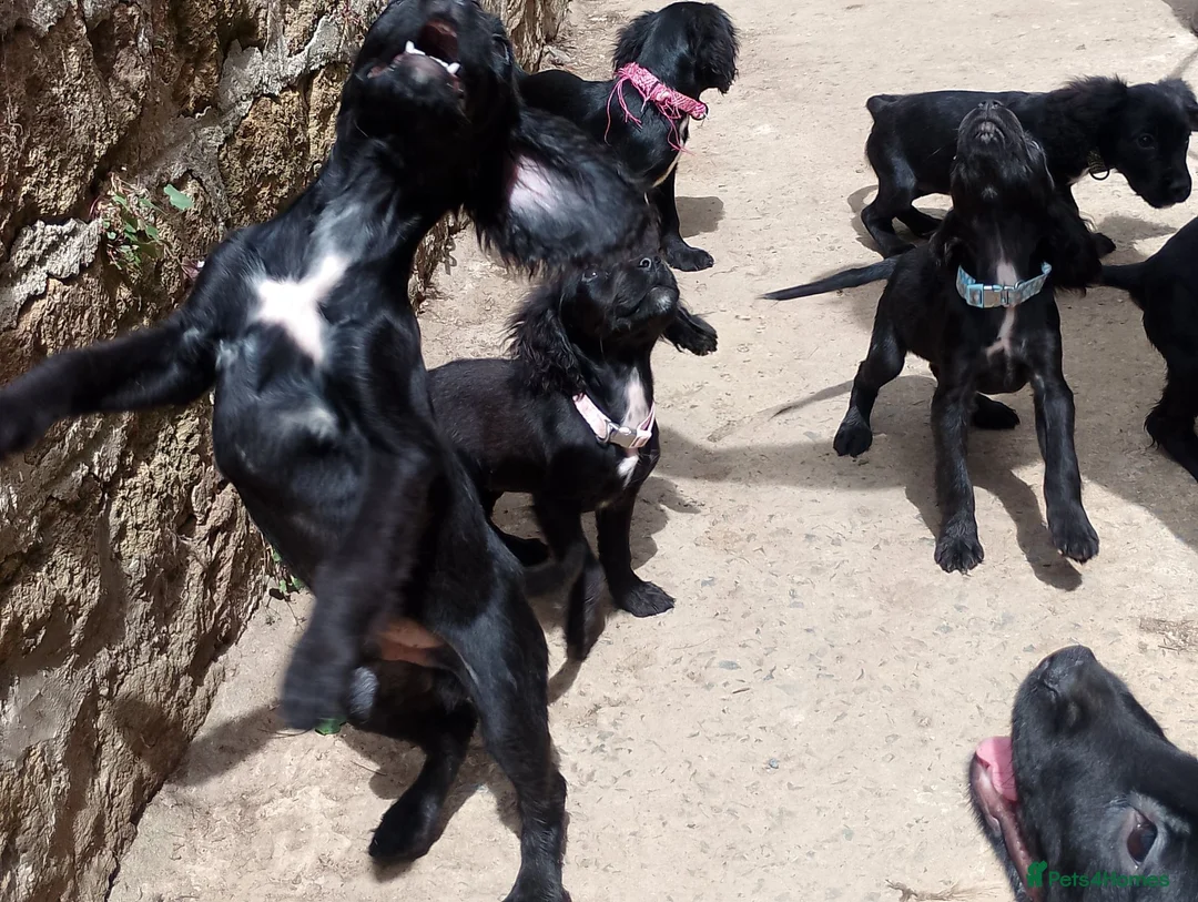 Mixed Breed dogs for sale: Mixed cocker spaniel puppies  - Advert 1