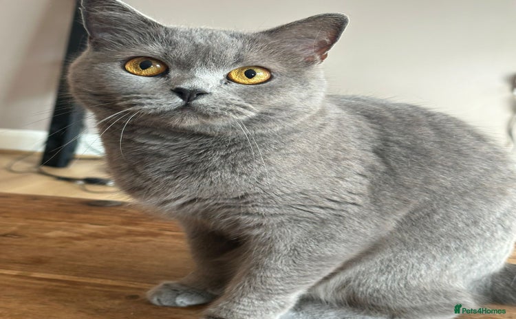 British Shorthair cats - Advert 11