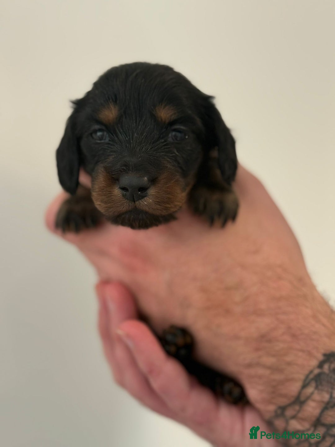 Miniature Dachshund dogs for sale: Black and Tan Miniature Daschund  - Advert 15