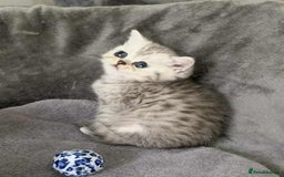 British Shorthair cats for sale: BSH quality Silvers - Image 10
