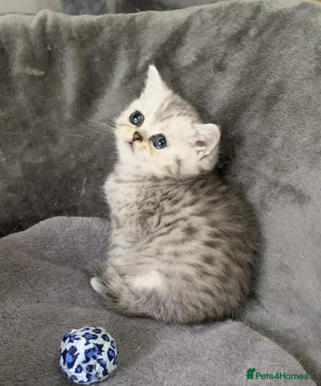 British Shorthair cats for sale: BSH quality Silvers - Image 10