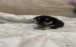 Chihuahua dogs for sale: 6 adorable chihuahuas - Image 7