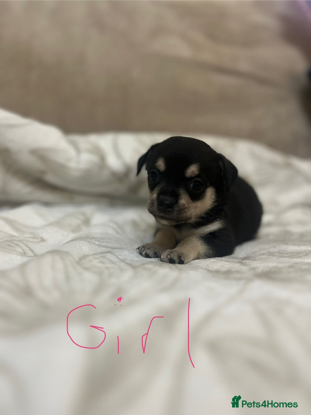 Chihuahua dogs for sale: 6 adorable chihuahuas - Image 7