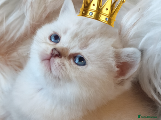 British Shorthair cats GOLDEN TABBY, WHITE COLOURPOINT BRITISH SHORTHAIR - Advert 11