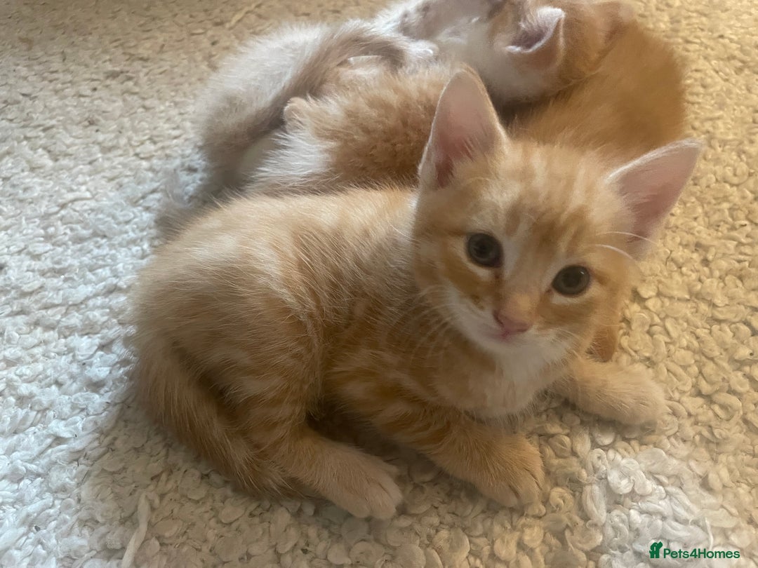 Mixed Breed cats for sale: Ready for Summer Holidays  in Shaftesbury - Image 5