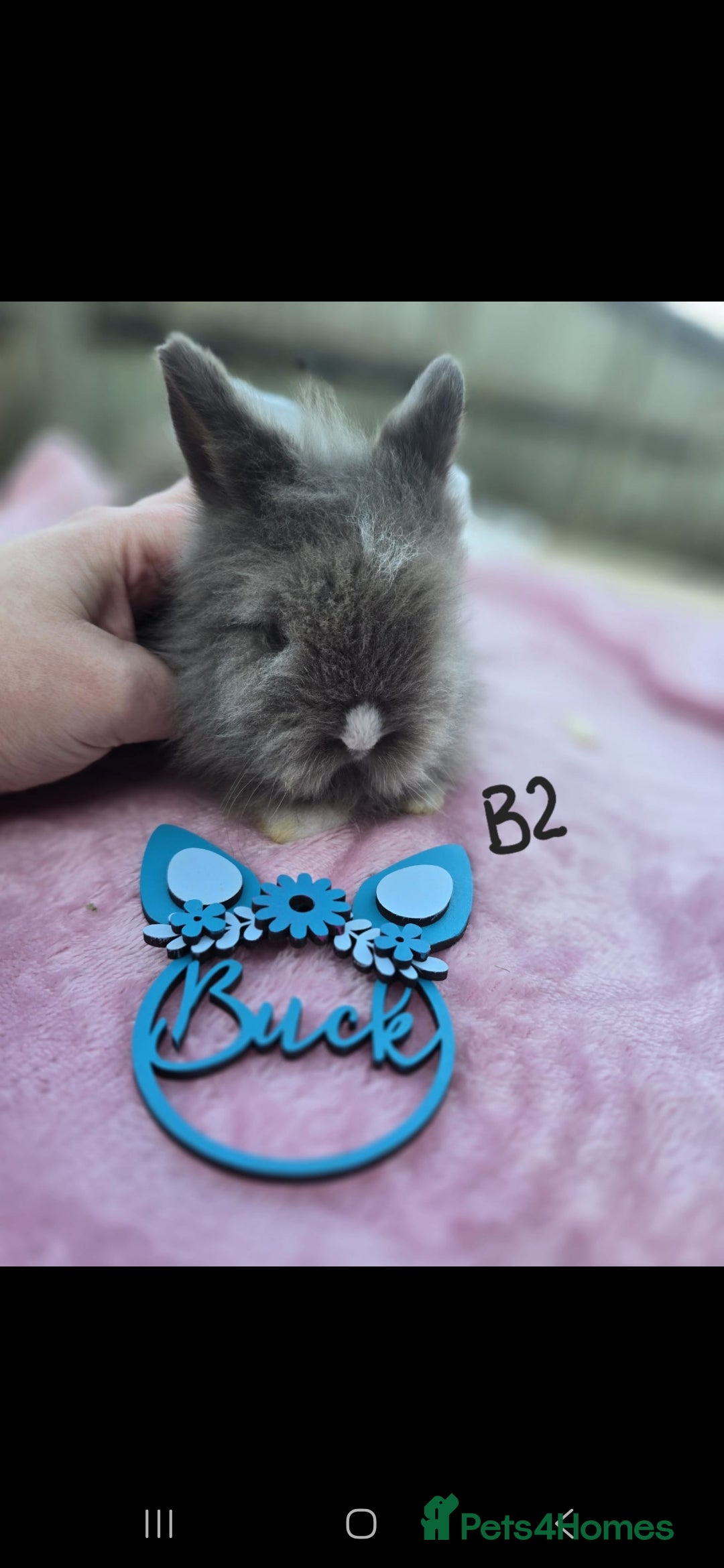 Lionhead rabbits 1 Buck (B2) DoubleMained Lion READY - Advert 6