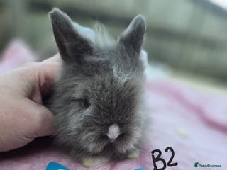 Lionhead rabbits 1 Buck (B2) DoubleMained Lion READY - Advert 6