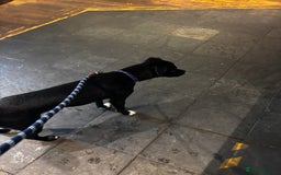 Mixed Breed dogs for sale: Milo the Pug X Collie  - Image 4
